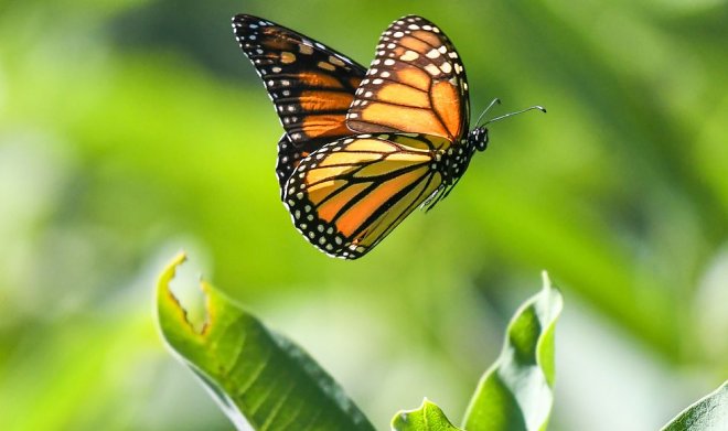 Бабочка-монарх